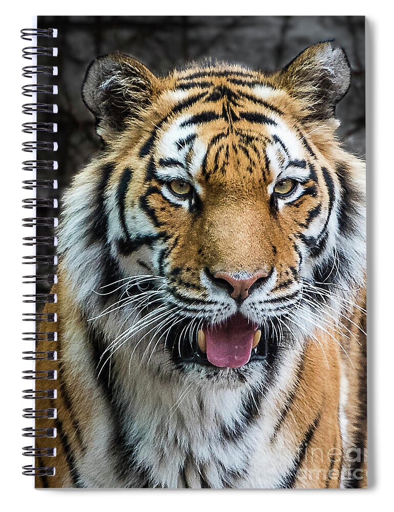 Siberian Tiger Spiral Notebook featuring the photograph Siberian Tiger Smile by Joann Long