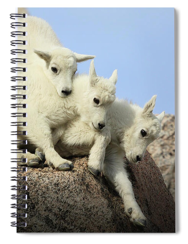 Siblings Spiral Notebook featuring the photograph Siblings by Brian Gustafson
