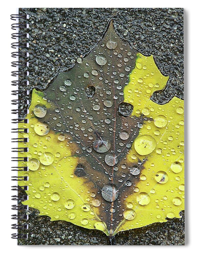 Leaf Spiral Notebook featuring the photograph Sidewalk Leaf by Jerry Griffin