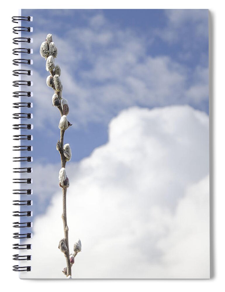 Pussywillow Spiral Notebook featuring the photograph Signs of Spring 2 by Kathy Paynter