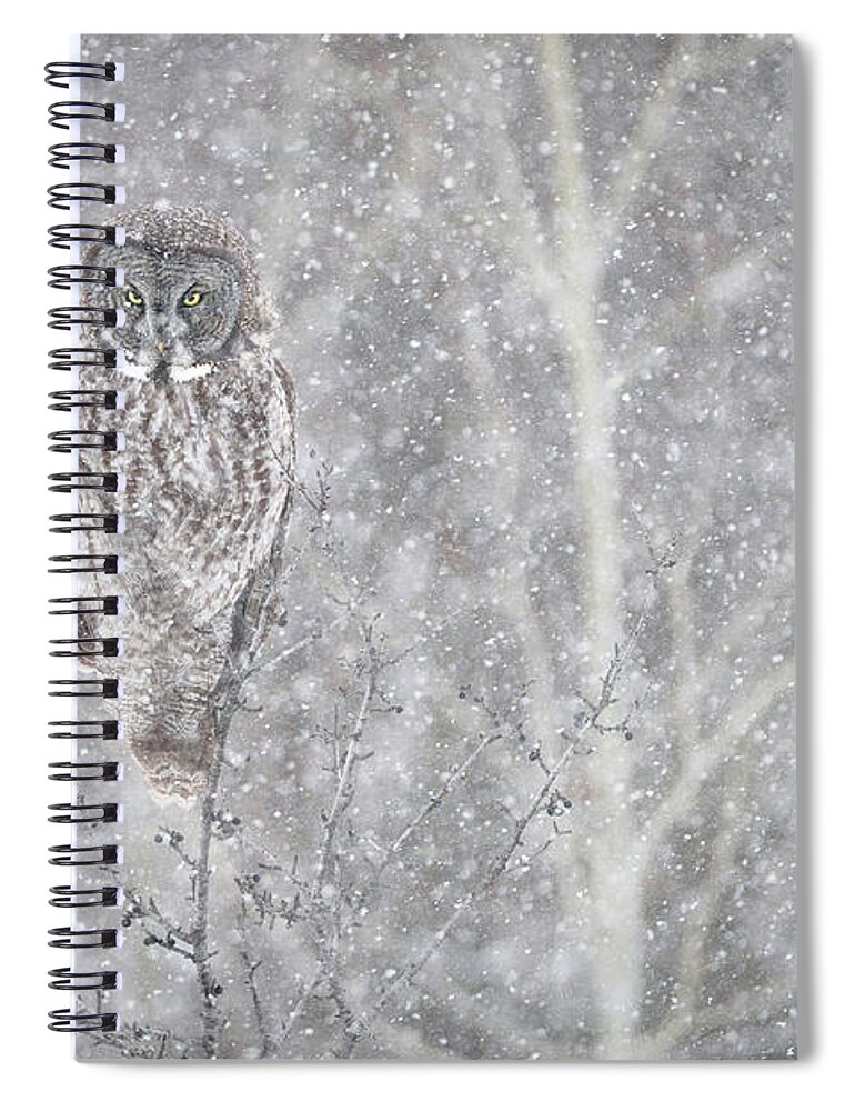 Owl Spiral Notebook featuring the photograph Silent Snowfall Landscape by Everet Regal