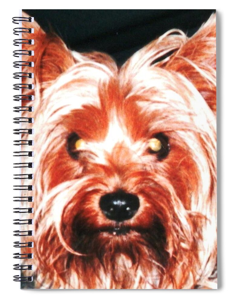 My #beautiful #teacup #yorkie In #naples #florida Spiral Notebook featuring the photograph Silky Sammie the Yorkie by Belinda Lee