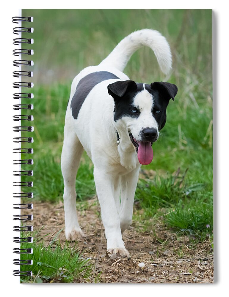 Dog Spiral Notebook featuring the photograph Silly Dog by Holden The Moment