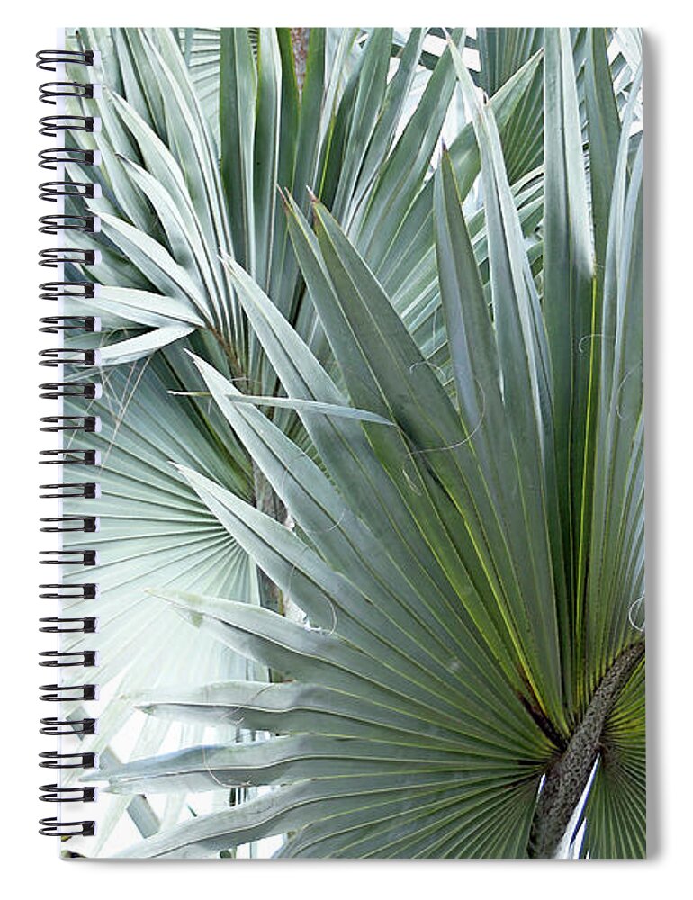 Florida Spiral Notebook featuring the photograph Silver Palm Leaf Abstract by Debbie Oppermann