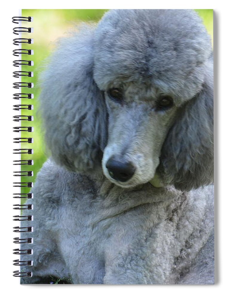 Silver Standard Poodle Spiral Notebook featuring the photograph Silver Standard Poodle by Maria Urso