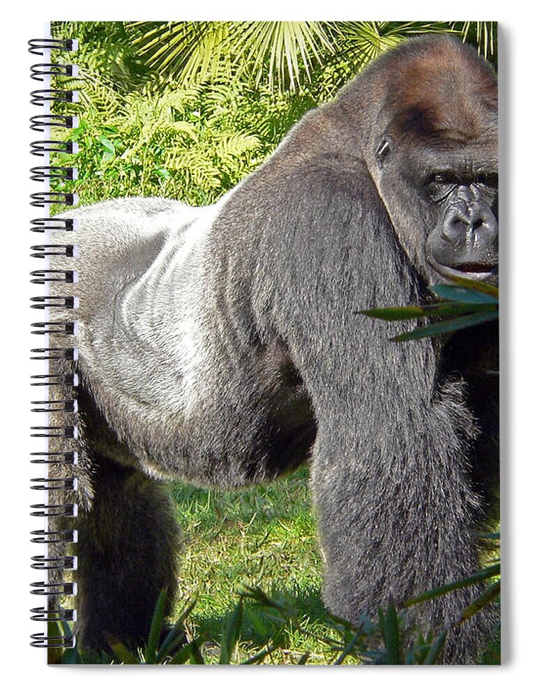 Silverback Spiral Notebook featuring the photograph Silverback by Steven Sparks