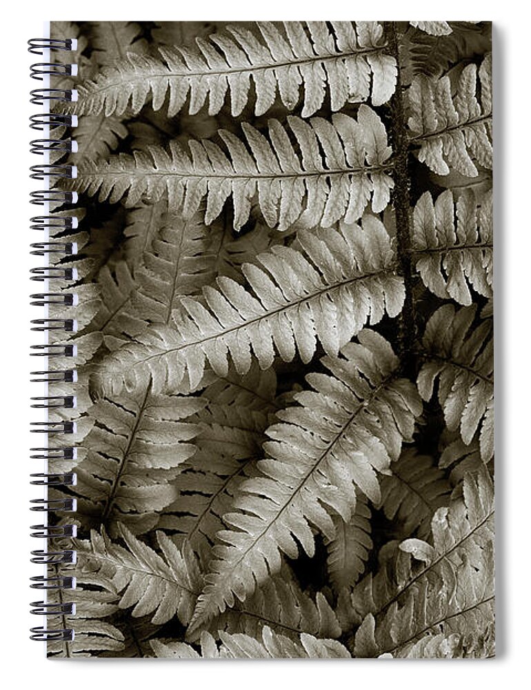 Ferns Spiral Notebook featuring the photograph Silvery Ferns by David Gordon