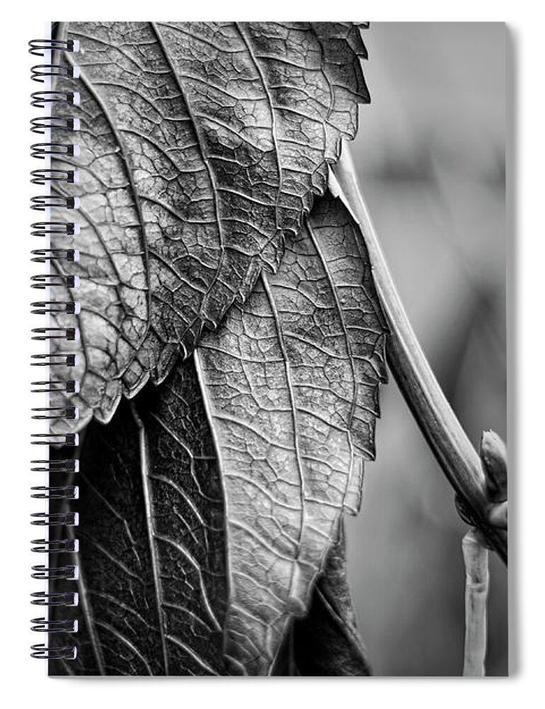 Black Spiral Notebook featuring the photograph Silvery Leaves III by David Gordon