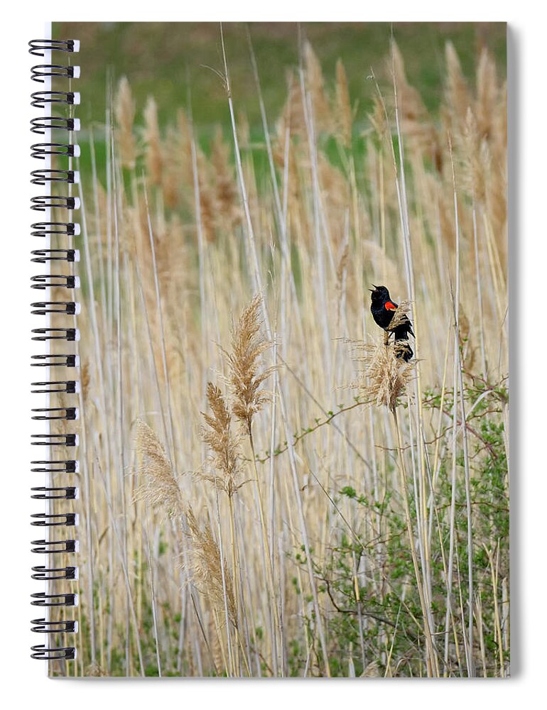 Square Spiral Notebook featuring the photograph Sing for Spring Square by Bill Wakeley