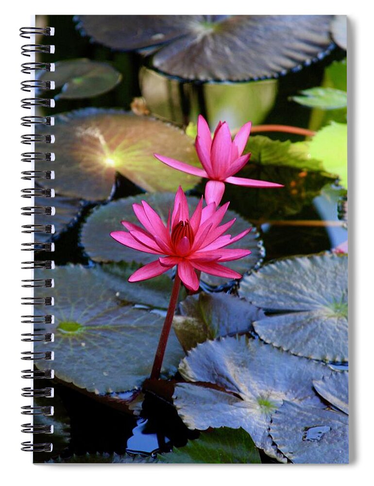 Mckee Botanical Garden Spiral Notebook featuring the photograph Singing Pink Lotus Blooms at McKee Garden by M E