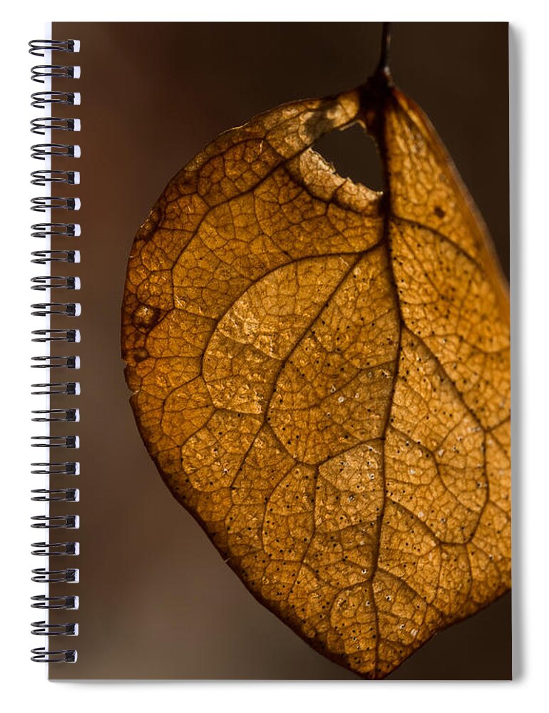 Leaf Spiral Notebook featuring the photograph Single Fall Leaf by Alissa Beth Photography
