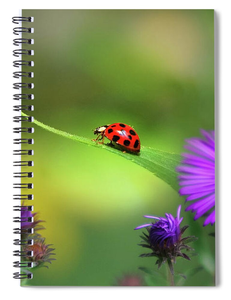 Ladybug Spiral Notebook featuring the photograph Single In Search by Christina Rollo