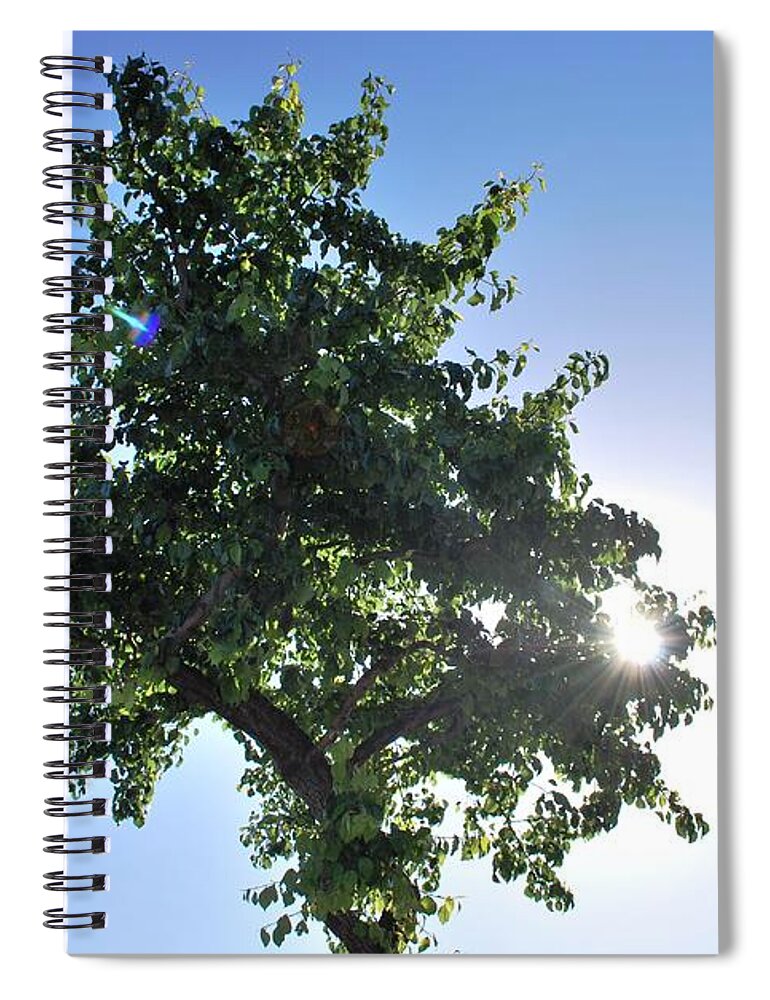 Tree Spiral Notebook featuring the photograph Single Tree - Sun and Blue Sky by Matt Quest