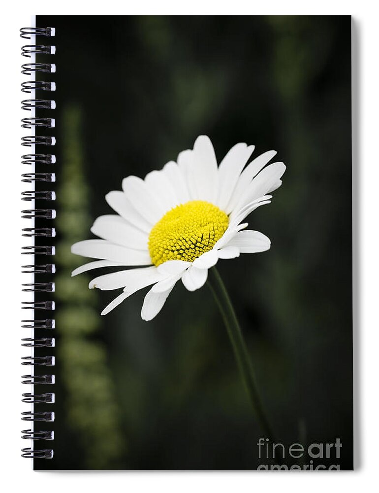 Flower Spiral Notebook featuring the photograph Single wild daisy by Simon Bratt