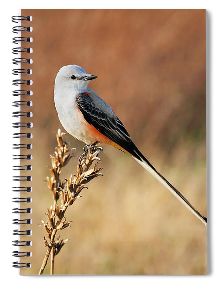 Scissor-tailed Flycatcher Spiral Notebook featuring the photograph Sissor-tailed Flycatcher 2 by Betty LaRue