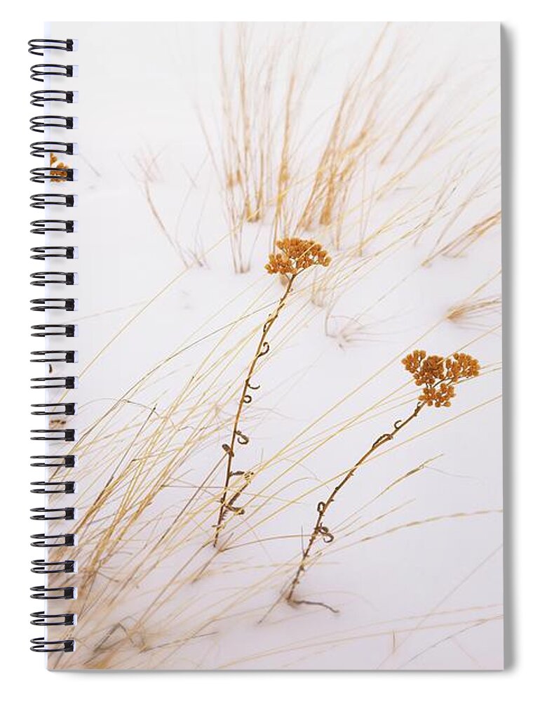 Winter Spiral Notebook featuring the photograph Sisters by Allan Van Gasbeck