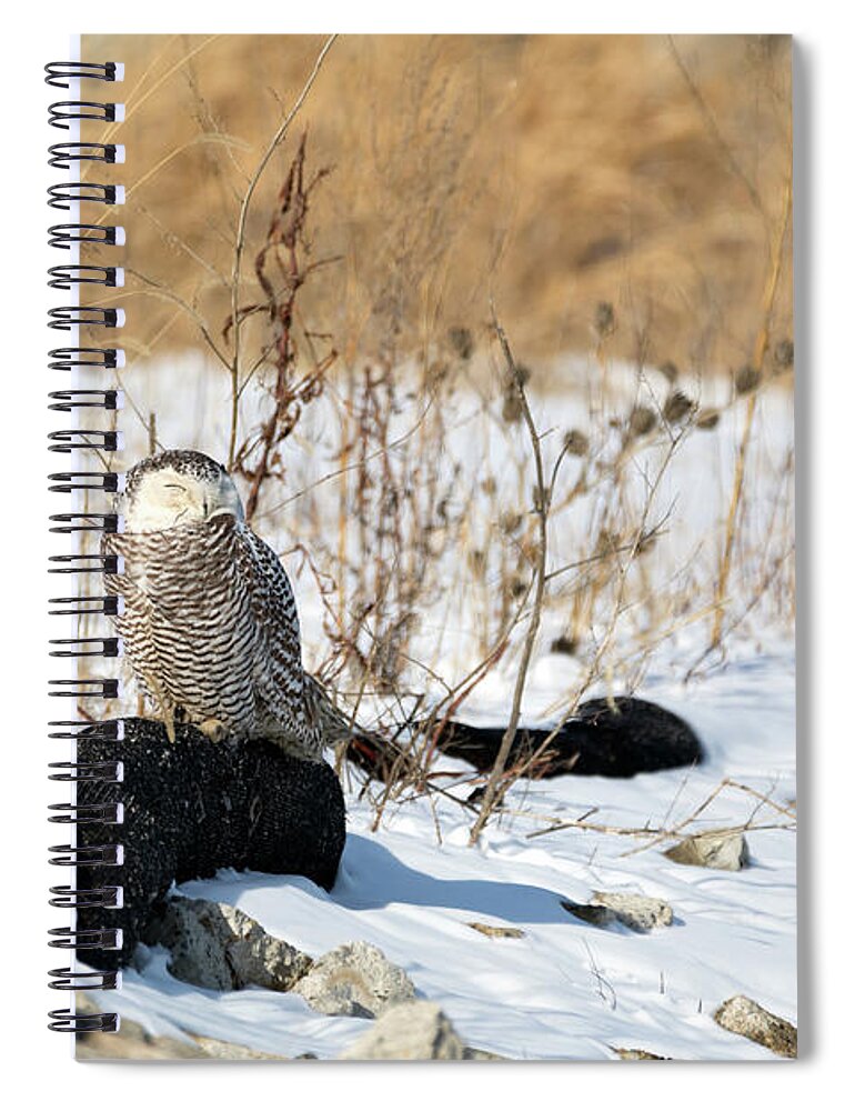Snowy Owl Snow Landscape Watching Providence Ri Rhode Island Newengland New England Outside Outdoors Nature Natural Wild Life Wildlife Bird Ornithology Winter Snow Spiral Notebook featuring the photograph Sitting Snowy by Brian Hale
