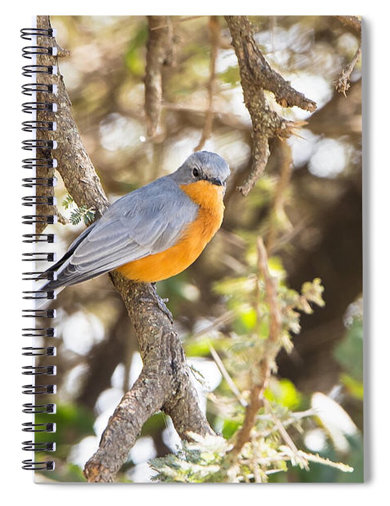 Silverbird Spiral Notebook featuring the photograph Siverbird in the bush by Pravine Chester