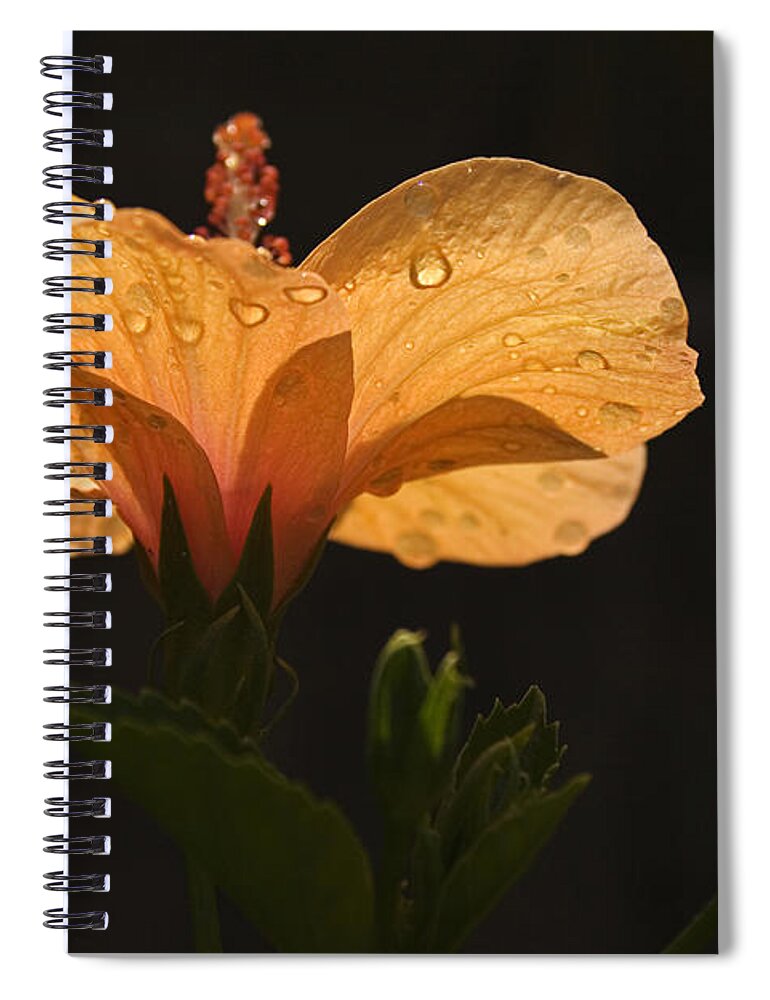 Grace Spiral Notebook featuring the photograph SKC 9937 Grace of Hibiscus by Sunil Kapadia