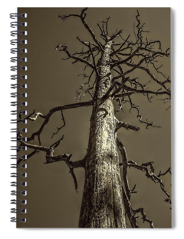 Pictorial Spiral Notebook featuring the photograph Skeletal Tree Sedona Arizona by Roger Passman