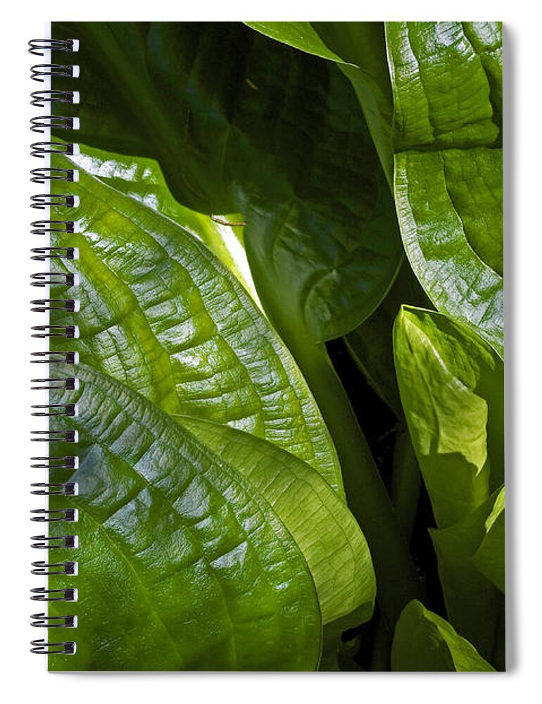 Skunk Cabbage Spiral Notebook featuring the photograph Skunk Cabbage Abstract by Cathy Mahnke