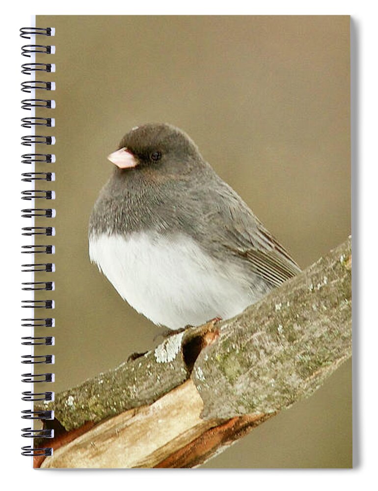 Bird Spiral Notebook featuring the photograph Slate-colored Dark-eyed Junco 3126 by Michael Peychich