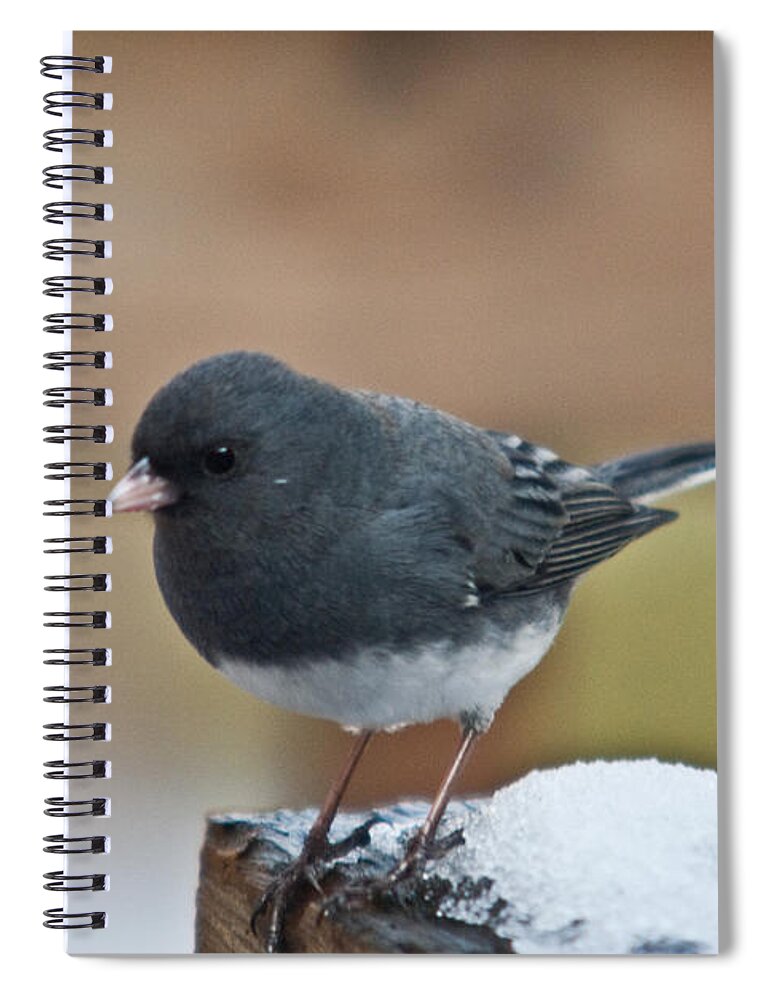 Cumberand Spiral Notebook featuring the photograph Slate Junco Feeding in Snow by Douglas Barnett