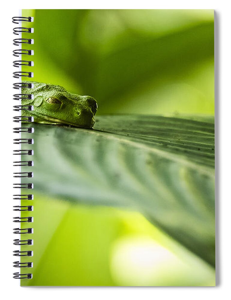 Tree Frog Spiral Notebook featuring the photograph Sleeeepy by Joann Long