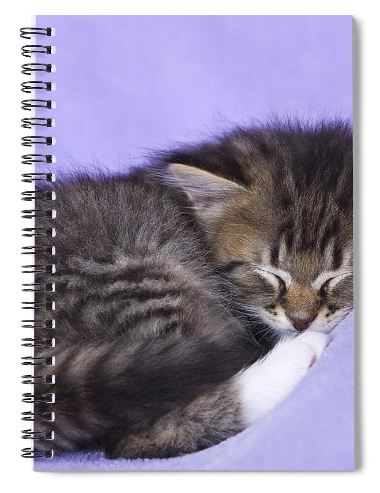 Cat Spiral Notebook featuring the photograph Sleeping Kitten by Jean-Louis Klein & Marie-Luce Hubert