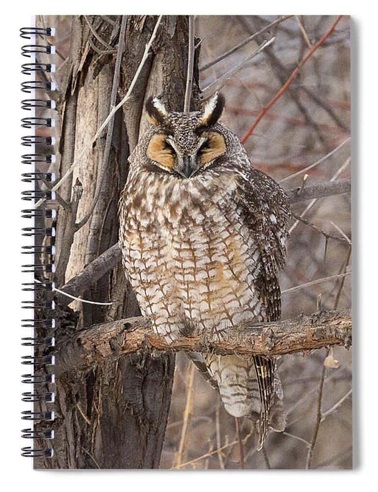 Owl Spiral Notebook featuring the photograph Sleeping Long Eared Owl by Tony Hake