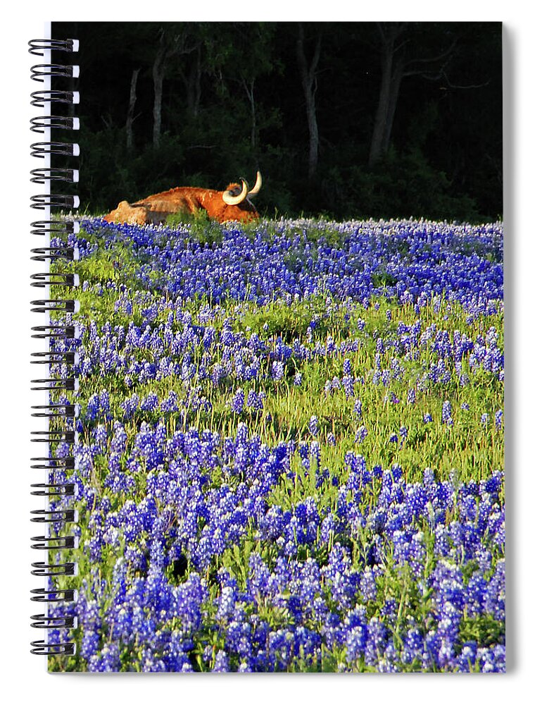 Cow Spiral Notebook featuring the photograph Sleeping Longhorn in Bluebonnet Field by Ted Keller