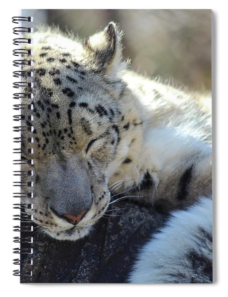 Snow Leopard Spiral Notebook featuring the photograph Sleeping Snow Leopard by Holly Ross