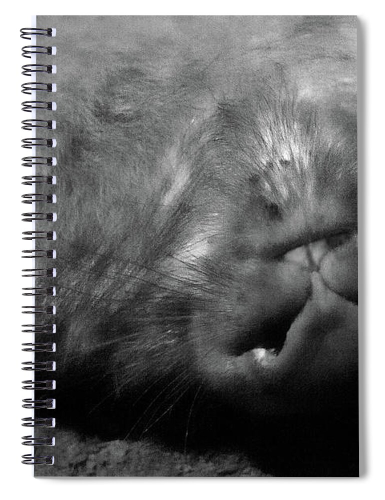 Bare Nosed Wombat Spiral Notebook featuring the photograph Sleeping Wombat by Miroslava Jurcik