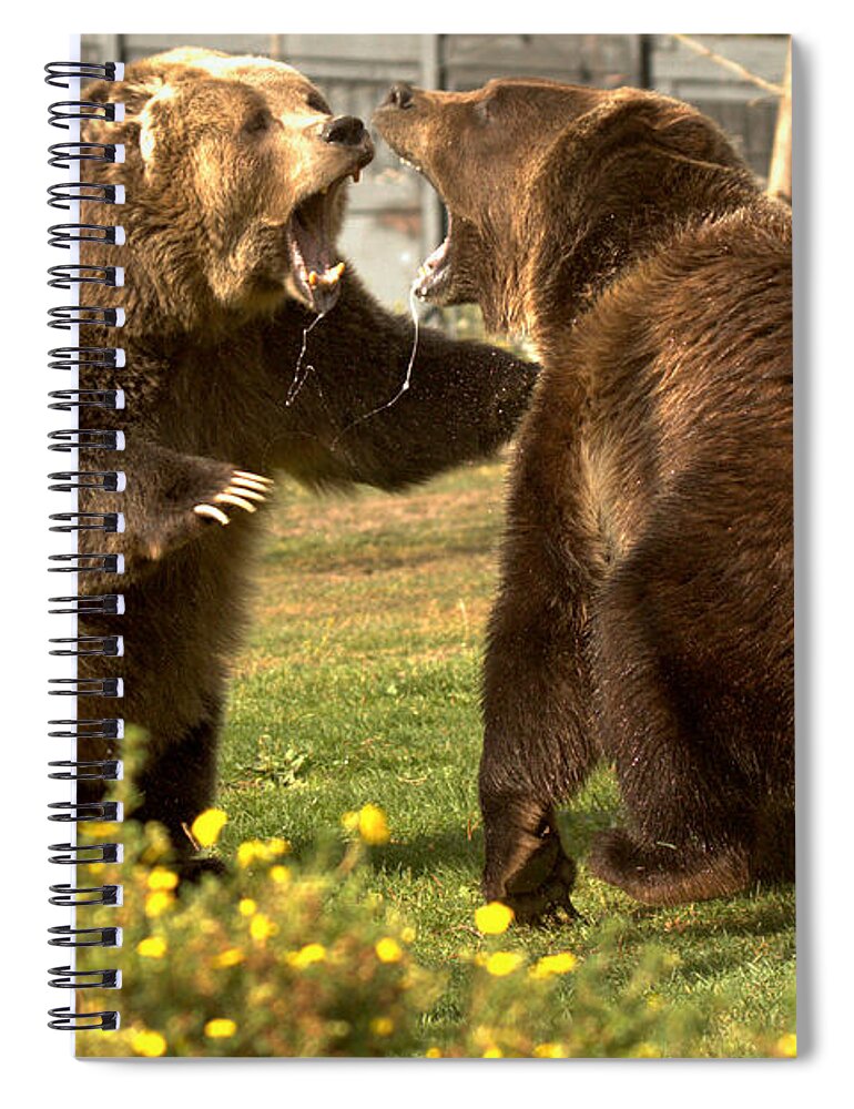 Grizzly Bears Spiral Notebook featuring the photograph Slobbering Warriors Close Up by Adam Jewell