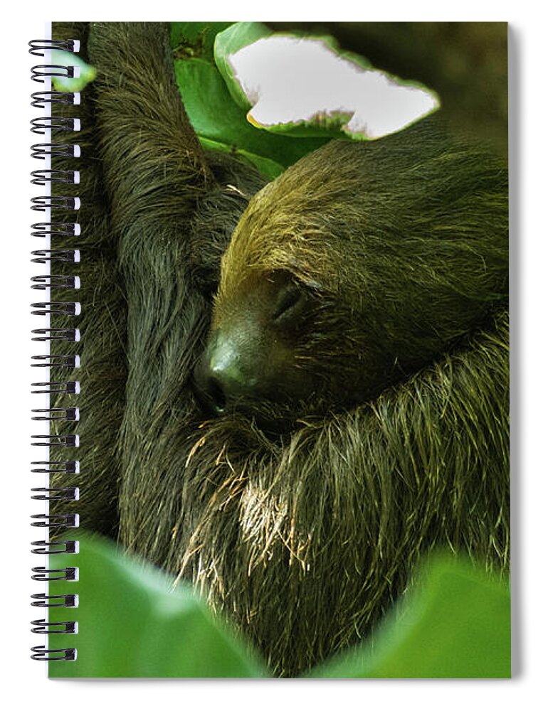 Animal Spiral Notebook featuring the photograph Sloth Sleeping by John Benedict
