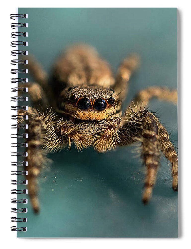 Insect Spiral Notebook featuring the photograph Small jumping spider by Jaroslaw Blaminsky