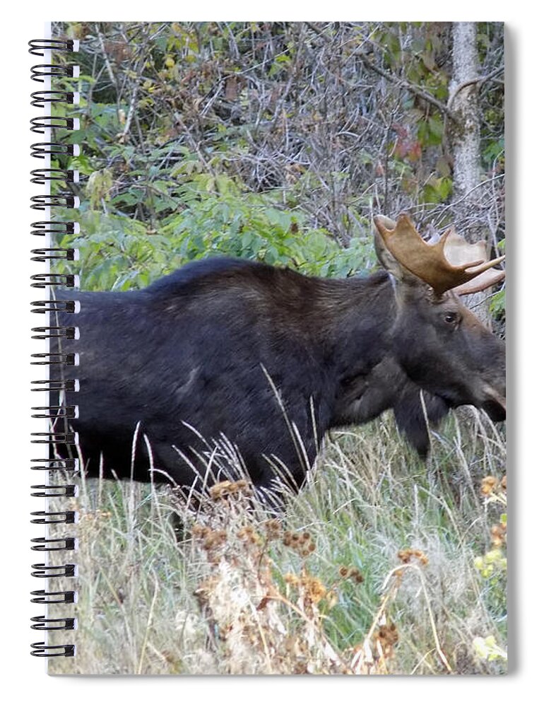 Small Rack Bull Moose Spiral Notebook Tasker - Fine Art America