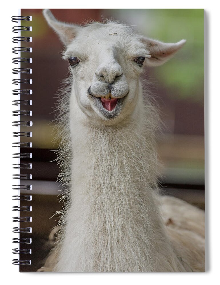 Alpaca Spiral Notebook featuring the photograph Smiling Alpaca by Greg Nyquist