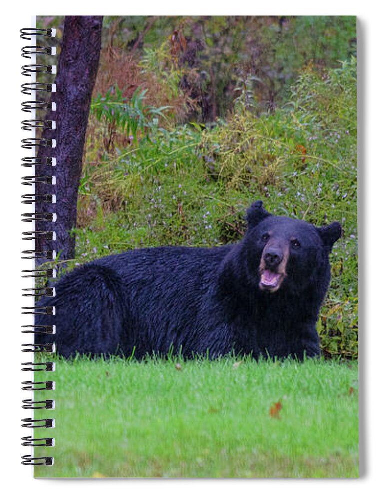 Bear Spiral Notebook featuring the photograph Smiling Bear by ChelleAnne Paradis
