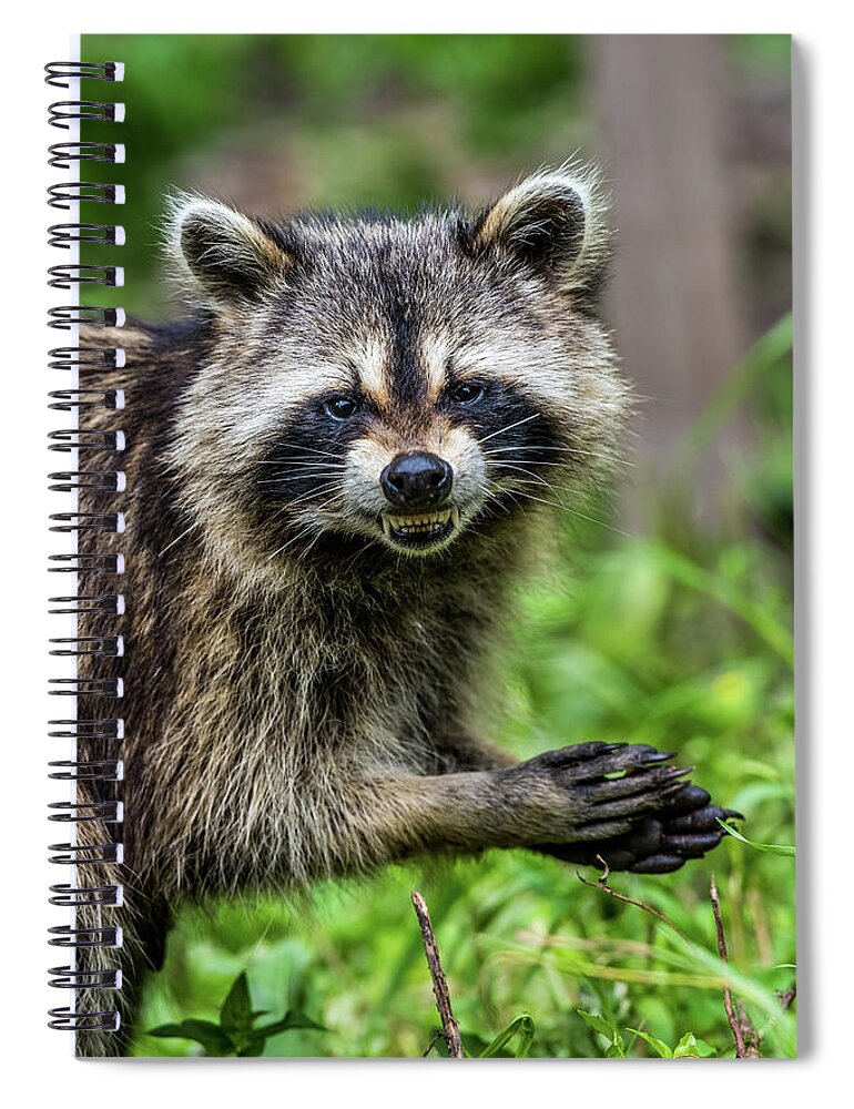 Raccoon Spiral Notebook featuring the photograph Smiling Raccoon by Paul Freidlund