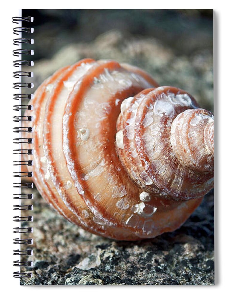 Shell Spiral Notebook featuring the photograph Snail Shell 4 by Cathy Mahnke