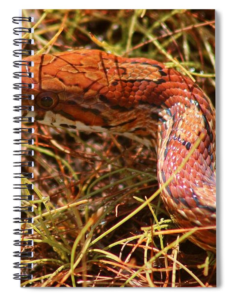 Photo For Sale Spiral Notebook featuring the photograph Snake in the Grass by Robert Wilder Jr