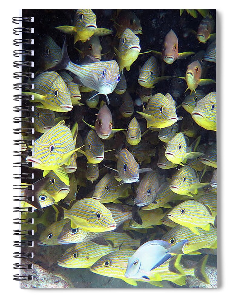 Underwater Spiral Notebook featuring the photograph Snapper Ledge by Daryl Duda