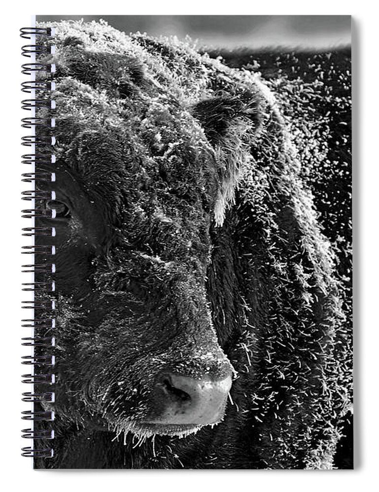Ice Spiral Notebook featuring the photograph Snow Covered Ice Bull by Amanda Smith