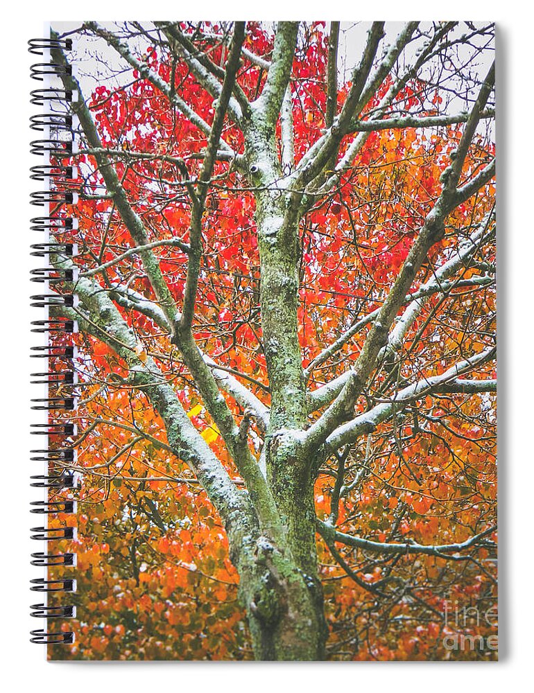 Winter Spiral Notebook featuring the photograph Snow falls 2 by Andrea Anderegg