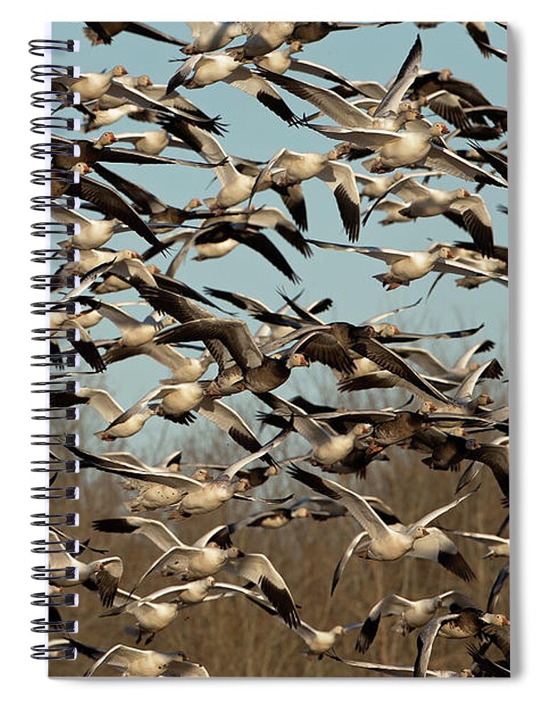 Snow Geese Spiral Notebook featuring the photograph Snow Geese by Eilish Palmer