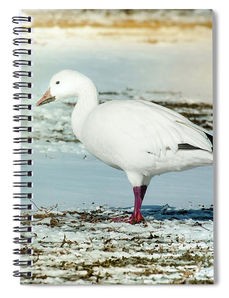 Animal Spiral Notebook featuring the photograph Snow Goose - Frozen Field by Robert Frederick