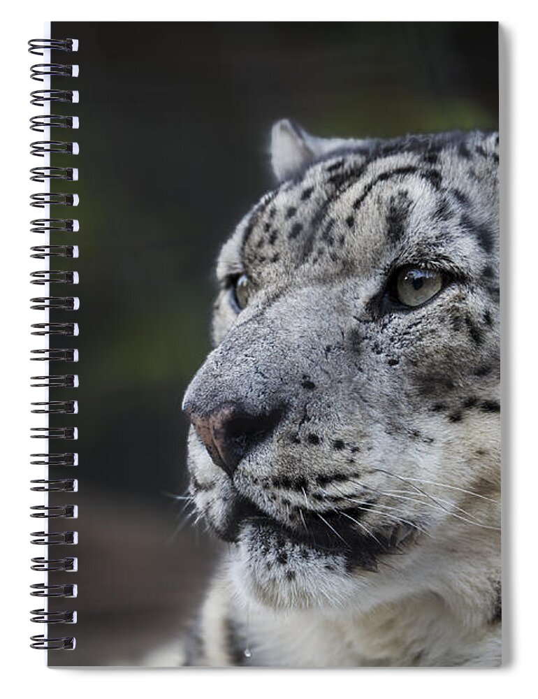 Snow Leopard Spiral Notebook featuring the photograph Snow Leopard by Andrea Silies