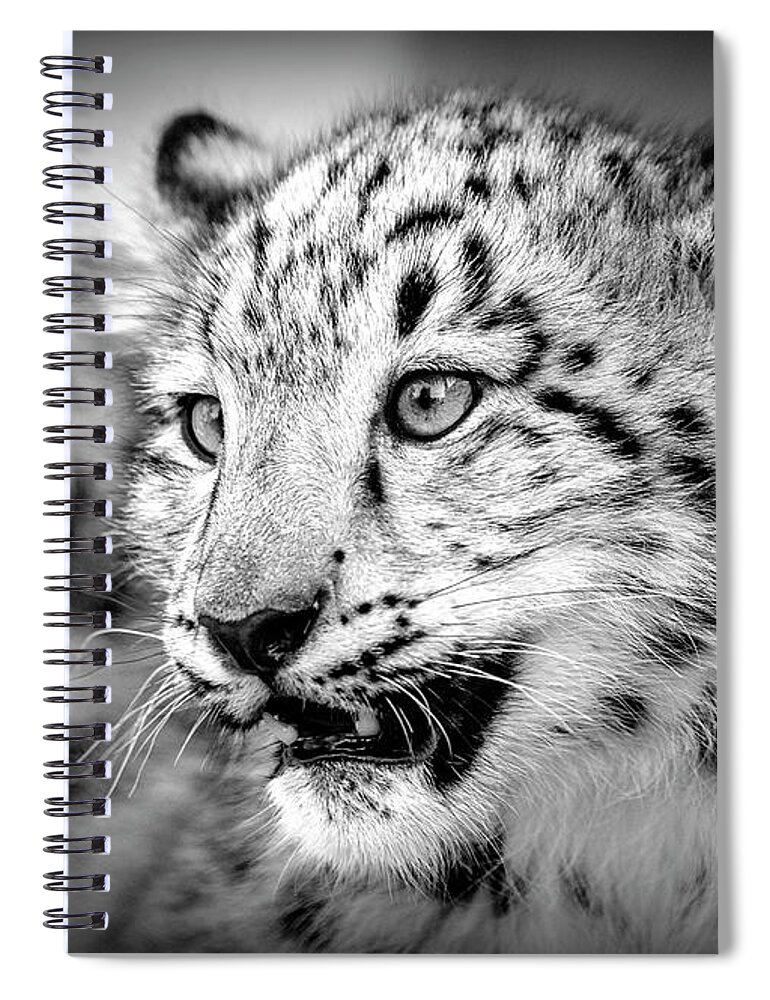 Snow Leopard Spiral Notebook featuring the photograph Snow Leopard by Deborah Penland
