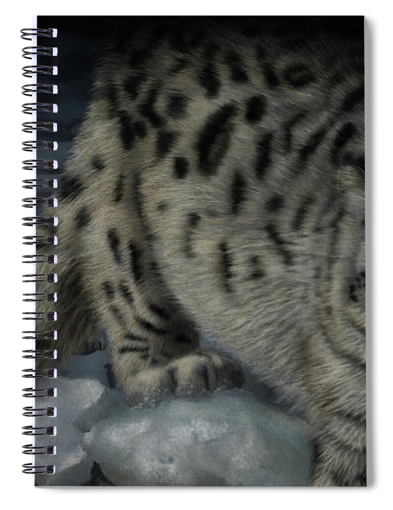 Wildlife Art Spiral Notebook featuring the painting Snow Leopard by Kathie Miller